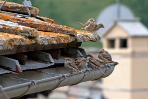 i will pass, birds, passer domesticus, laid, animals, feathers, beak, bird watching, ornithology, male sparrow, female sparrows, animal world, nature, house sparrow, roof, gutter, house sparrow, gutter, gutter, gutter, gutter, gutter