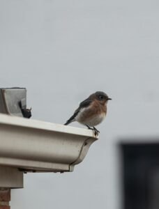 Close-up of an Eastern Bluebird perched on a building gutter.