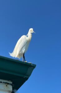 A snowy egret perched on a rooftop against a vibrant blue sky, showcasing wildlife in urban settings.